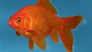 Carassius auratus red