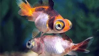 Carassius auratus telescope mix