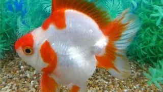 Carassius auratus l.f.	ryukin red + white short tail