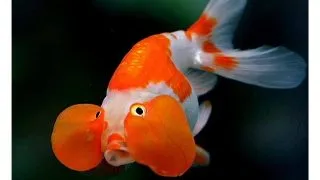 Carassius auratus bubble eye red white