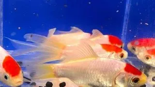 Carassius auratus  red cap comet