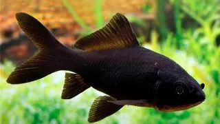 Carassius auratus  black comet