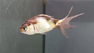 Carassius auratus black-white oranda