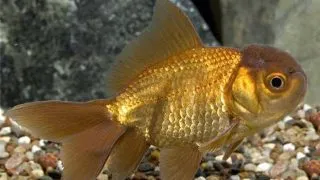 Carassius auratus chocolate oranda