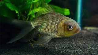 Carassius auratus oranda green