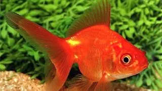 Carassius auratus Ryukin Red Short tail