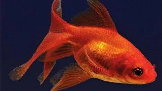 Carassius auratus long fin Sakura Ryukin