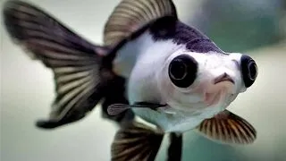 Carassius auratus longfin panda 13-15 cm