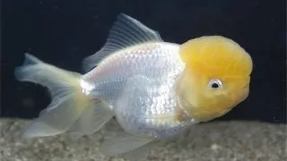Carassius auratus L.F. Yellow cap white oranda