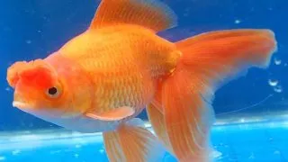 Carassius auratus l.f. pom pom mix