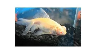 Carassius auratus l.f. red eye telescop albino