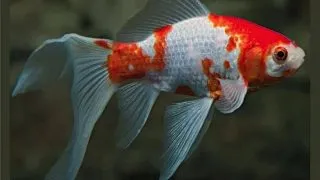 Carassius auratus l.f. butterfly mix