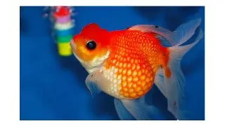 Carassius auratus long fin red-white pearlscale