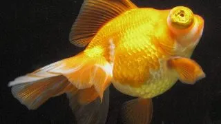 Carassius auratus Dragon Eye Mix
