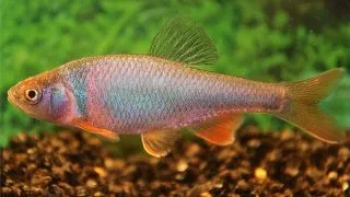 Notropis lutrensis