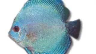 Symphysodon blue diamant