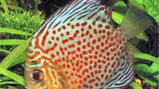 Symphysodon leopard