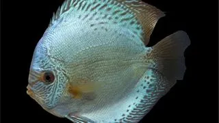 Symphysodon cobalt