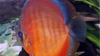 Symphysodon san merah