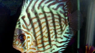 Symphysodon briliant turquoise
