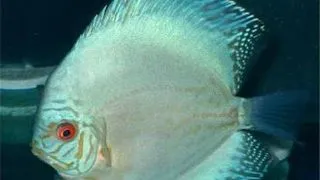 Symphysodon blue solid