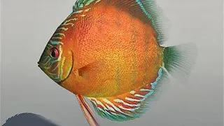 Symphysodon red alenqer