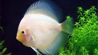 Symphysodon white diamant
