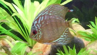 Symphysodon red turquoise