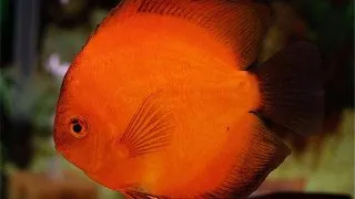 Symphysodon red marlboro
