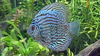 Symphysodon blue turquoise