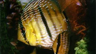 Symphysodon wild heckel