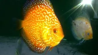 Symphysodon Discus Pigeon Golden