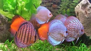 Symphysodon  mix