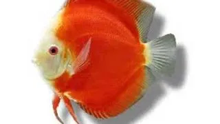 Symphysodon Super Red Melon