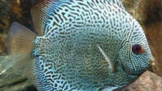 Symphysodon Snake Skin