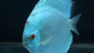 Symphysodon Neon Blue