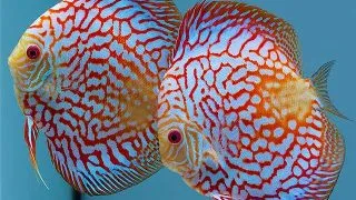 Symphysodon Turquoise Checkerboard