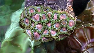 Zoanthus sp. Pink