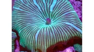 Discosoma	sp. Watermelon