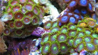 Zoanthus sp. Colored