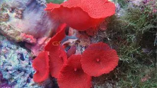 Discosoma	sp. super red