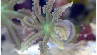 Coral Anthelia sp.