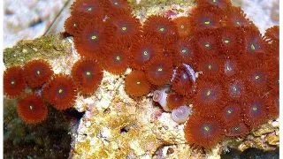 Corali Zoanthus sp. Red