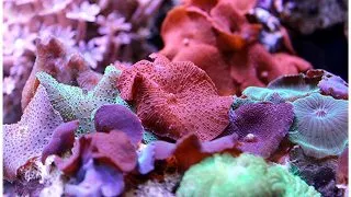 Discosoma sp. (mix fantastic de ciuperci)
