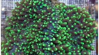 Coral Ciuperca Rhodactis (verde metalic)