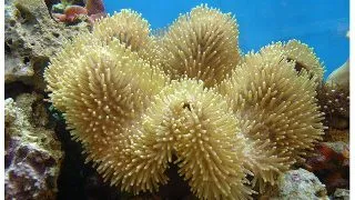 Corali ciuperca Sarcophyton sp.  L
