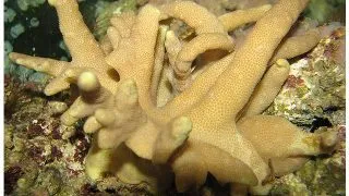 Corali Lobophytum sp.