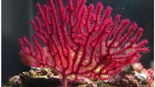 Corali Echinogorgia sp. (rosii/violet)