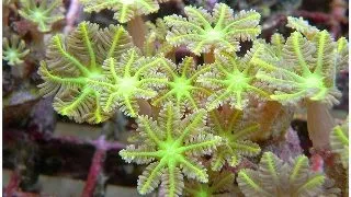 Corali Clavularia sp. (special green)