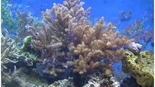 Coral Kenya Tree Capnella sp.